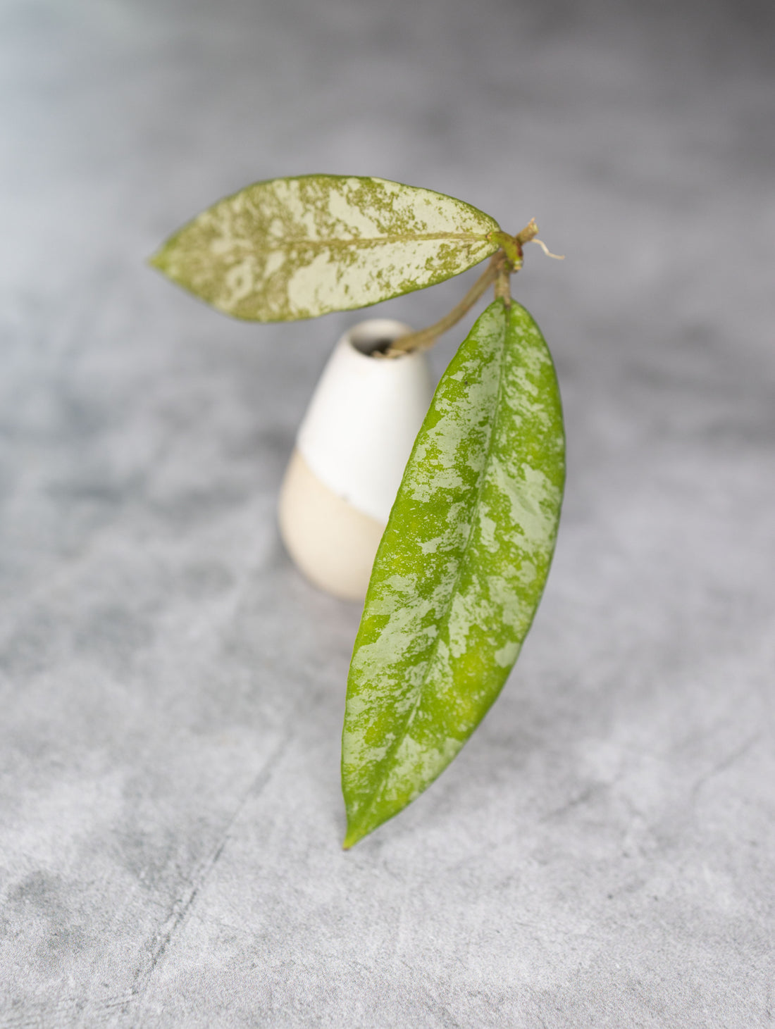 Hoya kaikoeana (Silver)