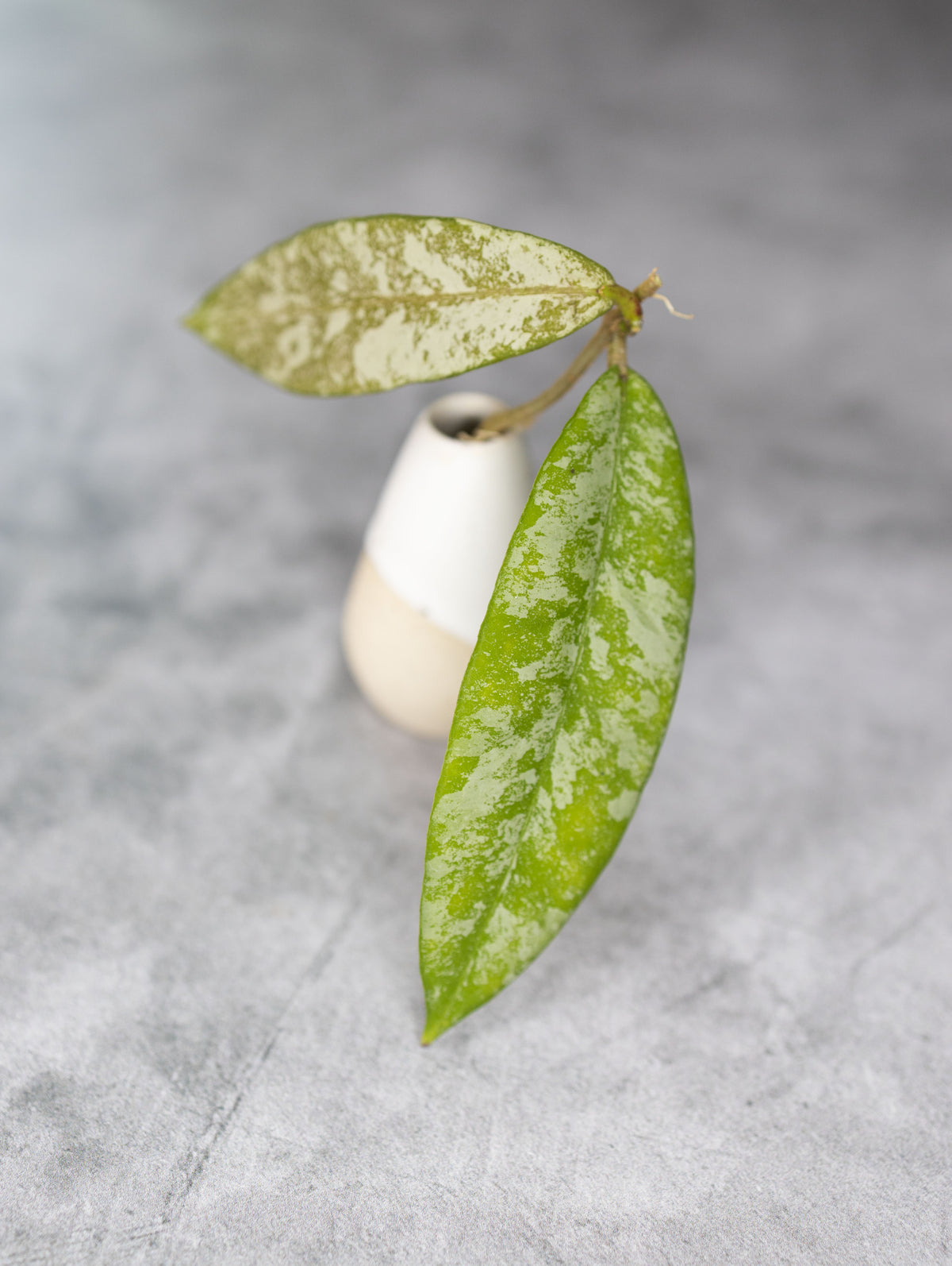 Hoya kaikoeana (Silver)