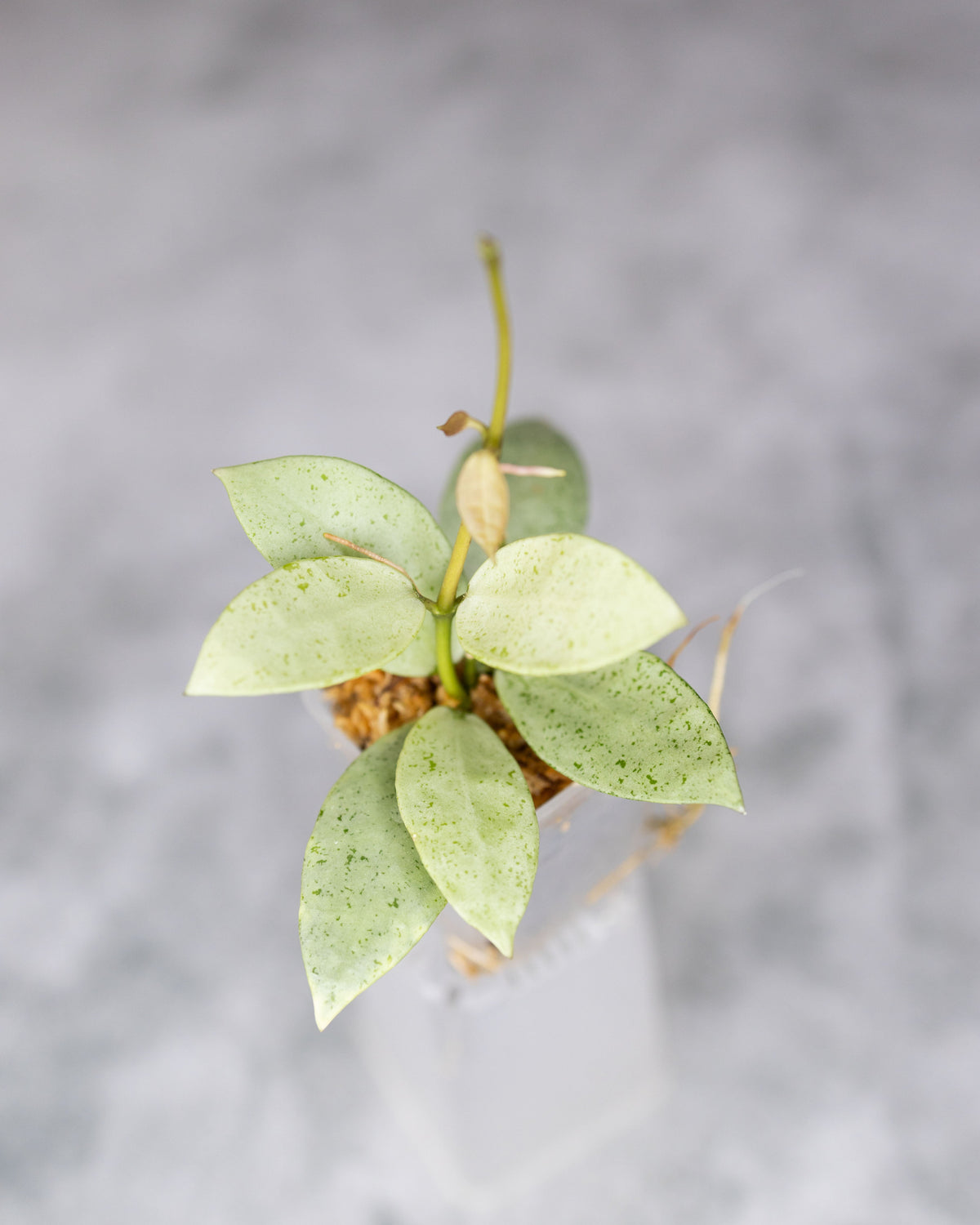 Hoya lacunosa &