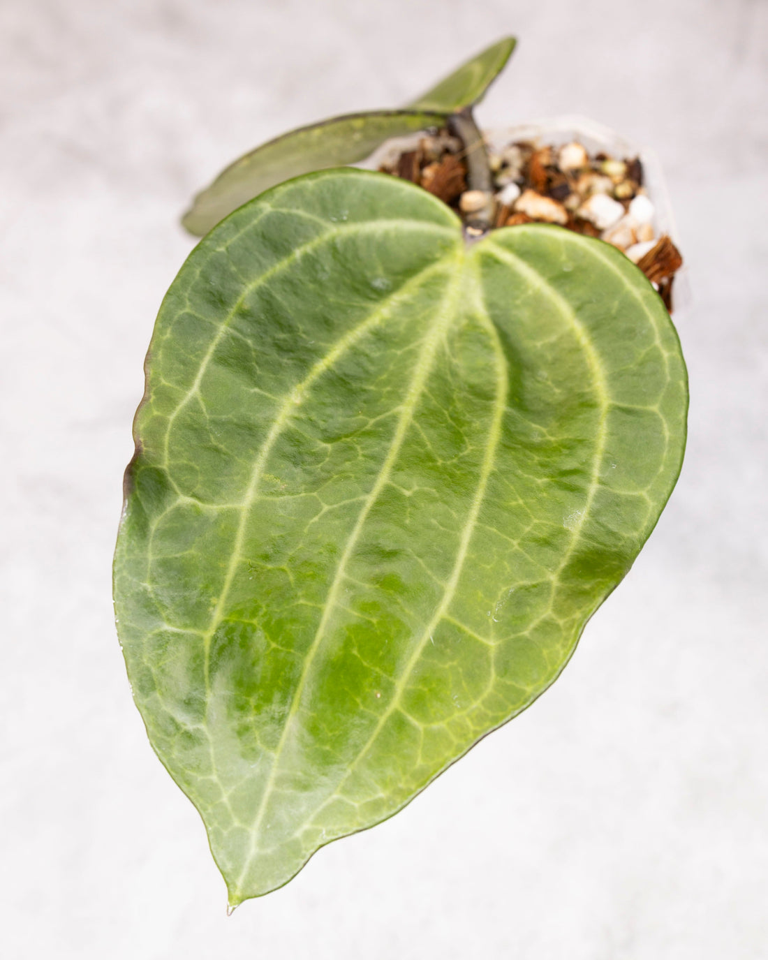 Hoya latifolia &