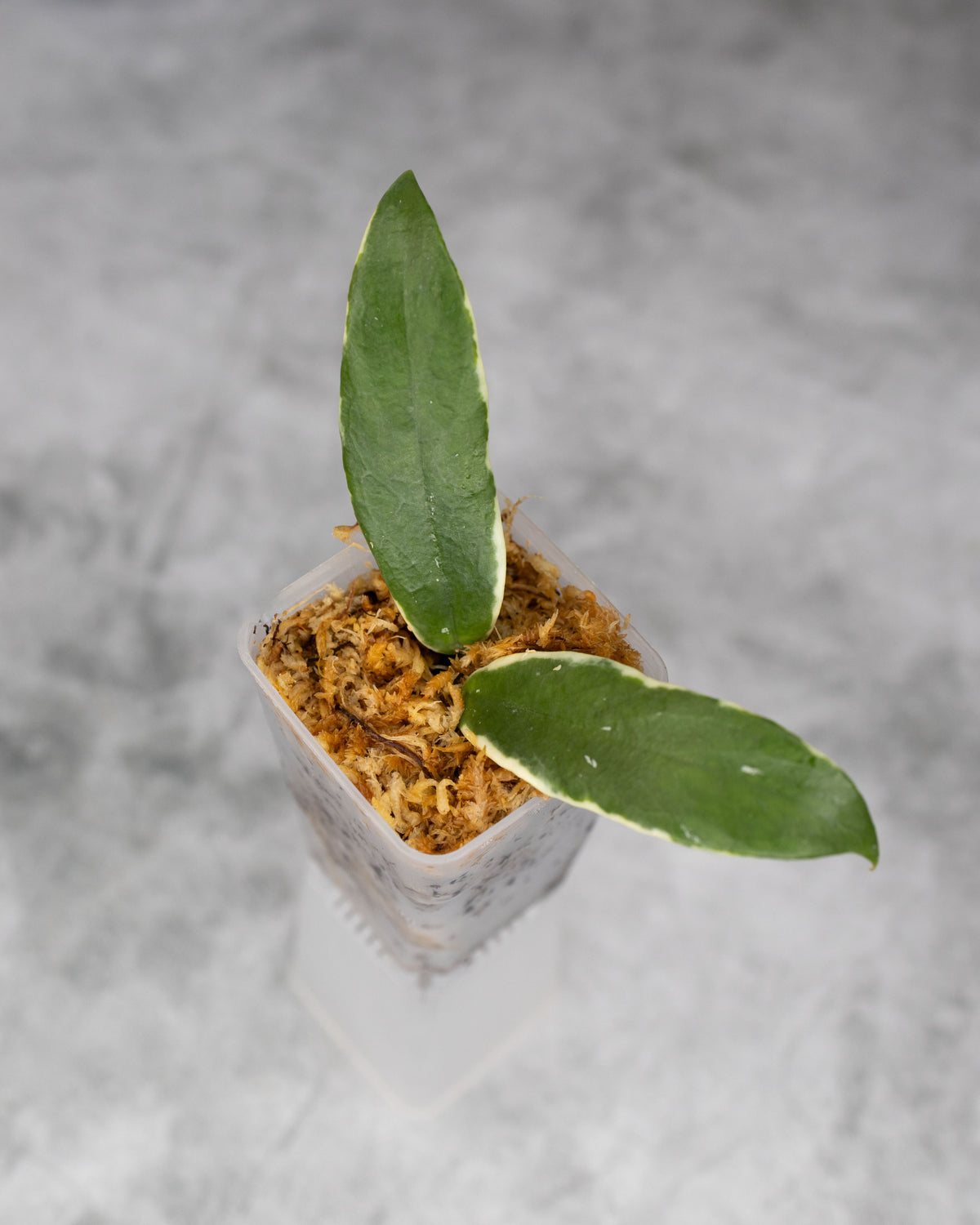 Hoya lobbii (Outer Variegated)