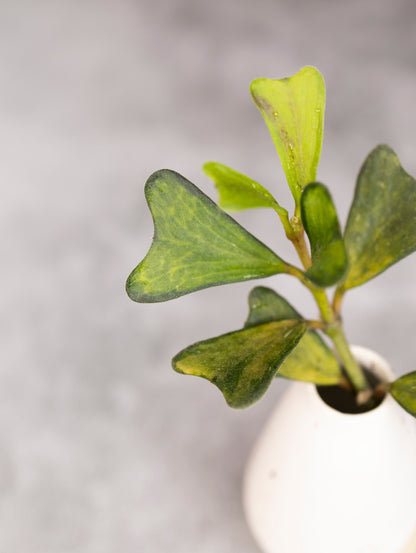 Close-up of a small green plant in a white pot against a blurred background