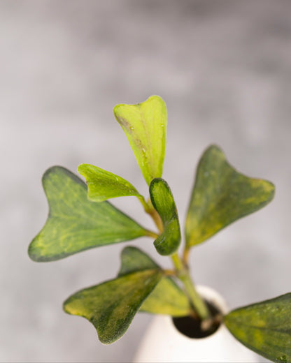 Hoya manipurensis &