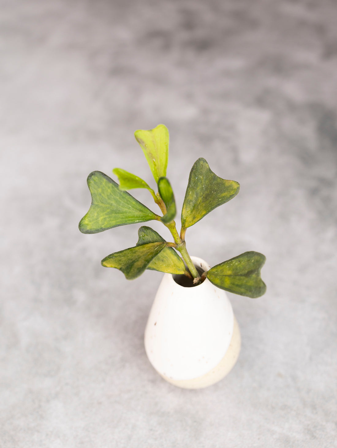 Small white vase with green leaves on a gray background