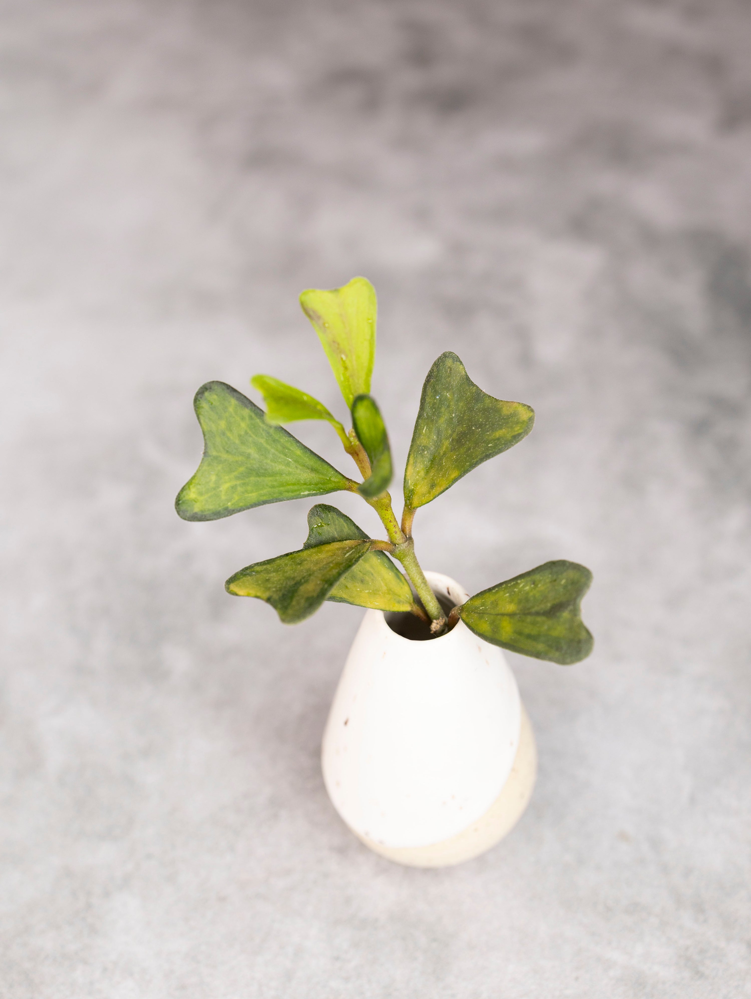 Small white vase with green leaves on a gray background