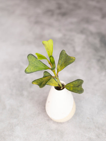 Small white vase with green leaves on a gray background