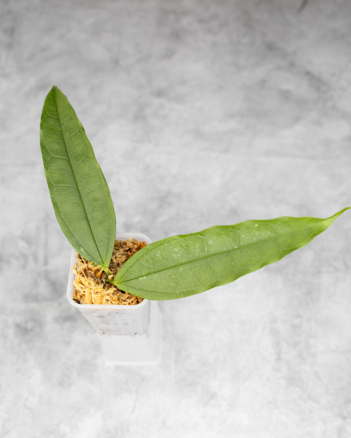 Hoya medinillifolia