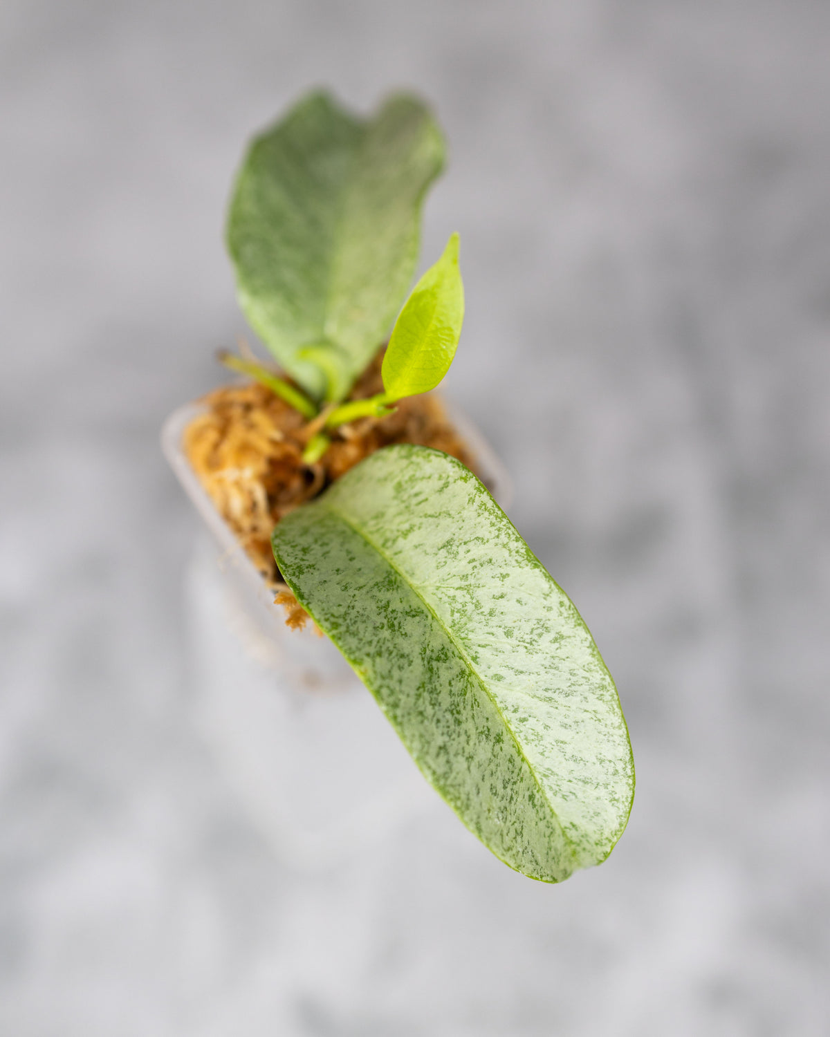 Hoya multiflora (Silver)