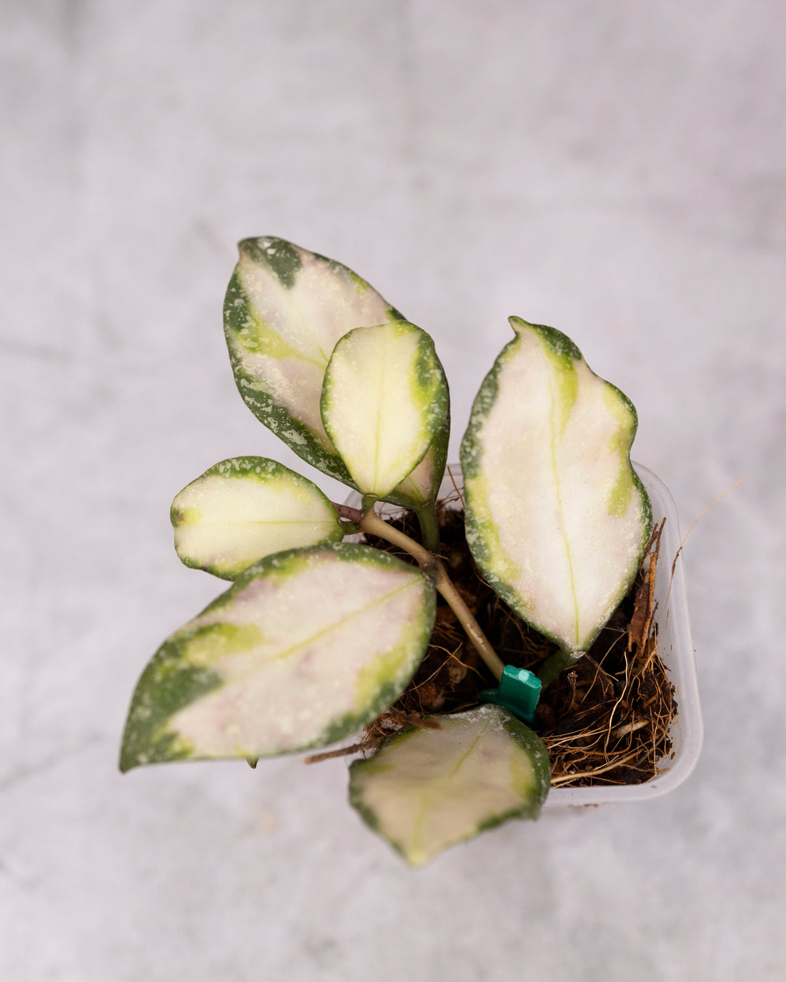 Hoya nabawanensis (Variegated) /0113/