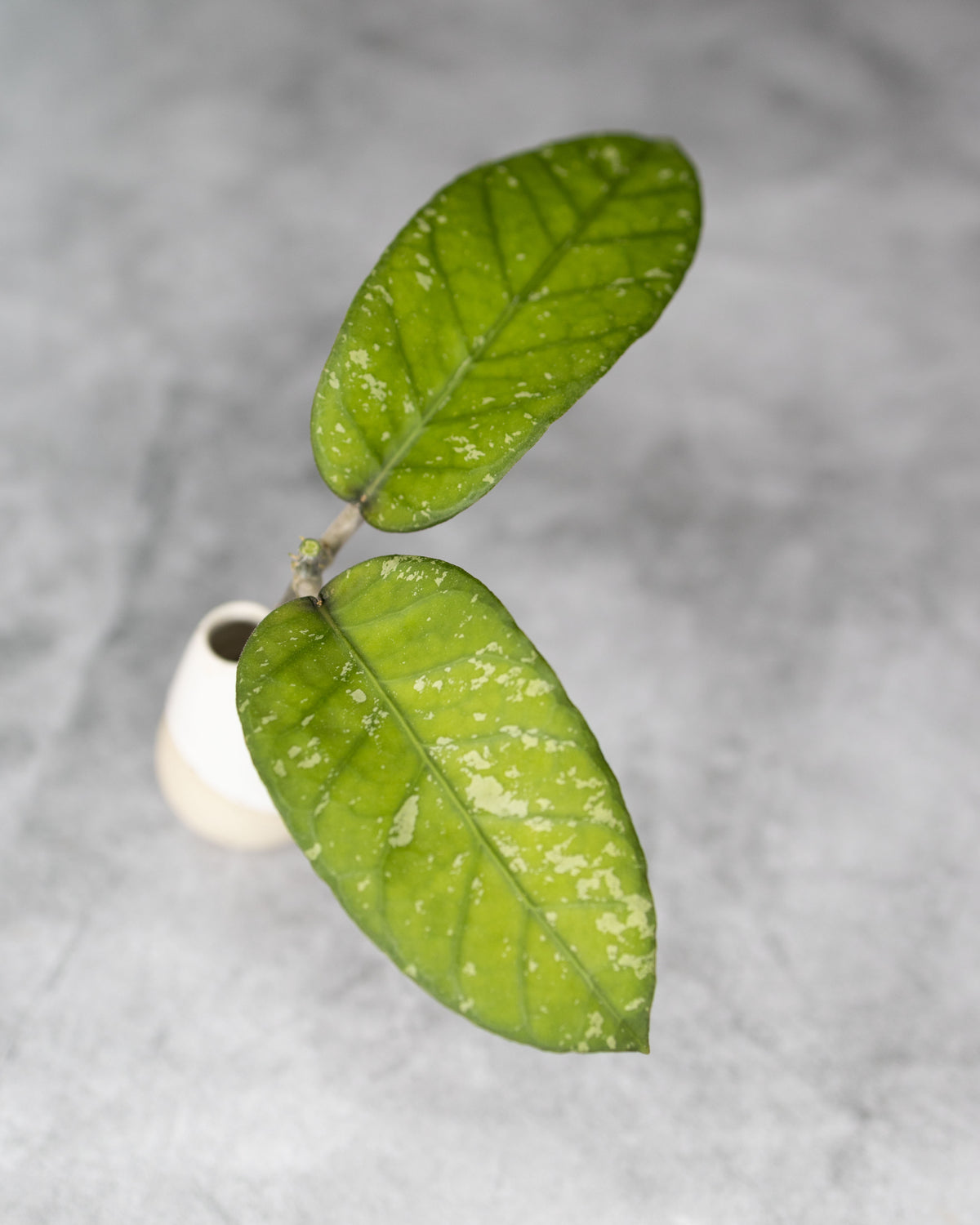 Hoya sp. NAD 11