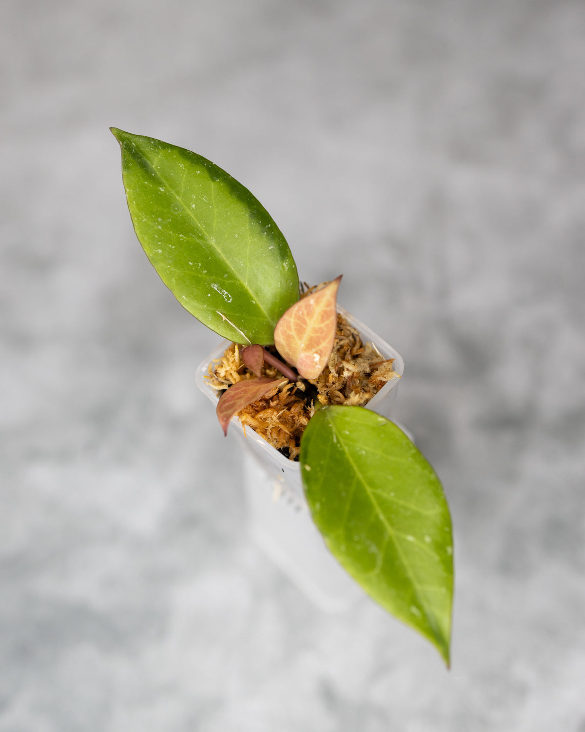 Hoya obscura &