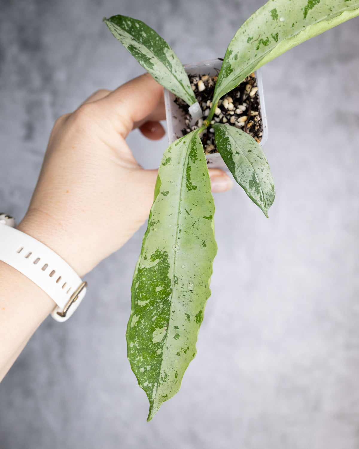 Hoya occultata Silver (Wavy Leaves)