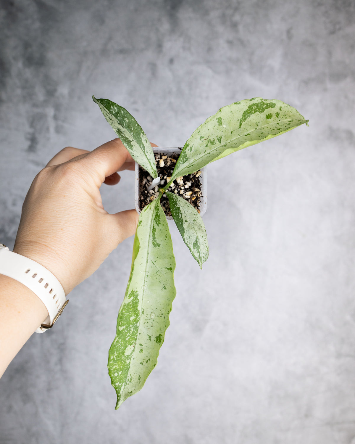 Hoya occultata Silver (Wavy Leaves)
