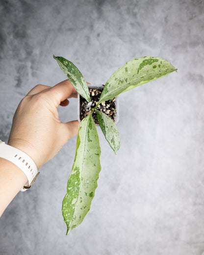 Hoya occultata Silver (Wavy Leaves)