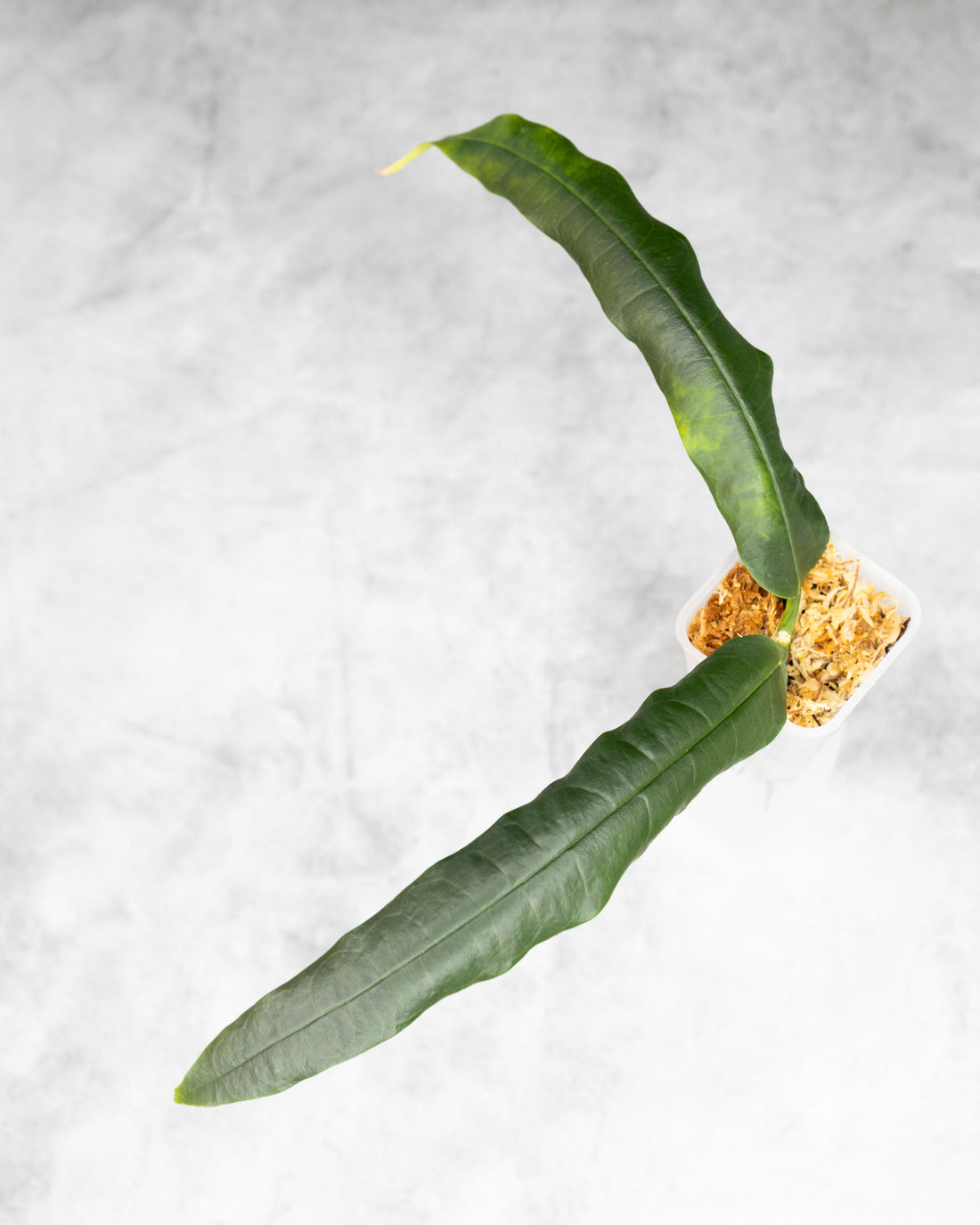 Hoya platycaulis