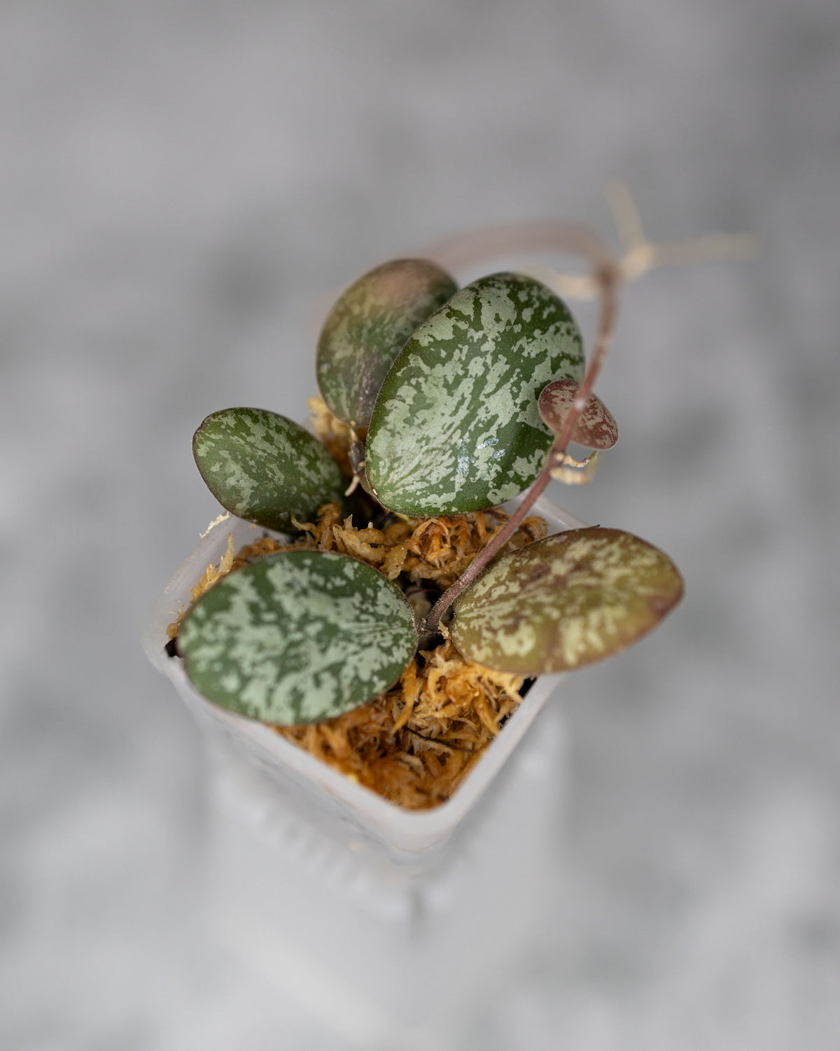Hoya sigillatis (Round Leaf, Silver)