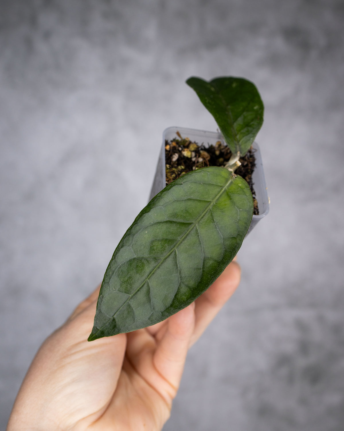 Hoya sp. Palok &