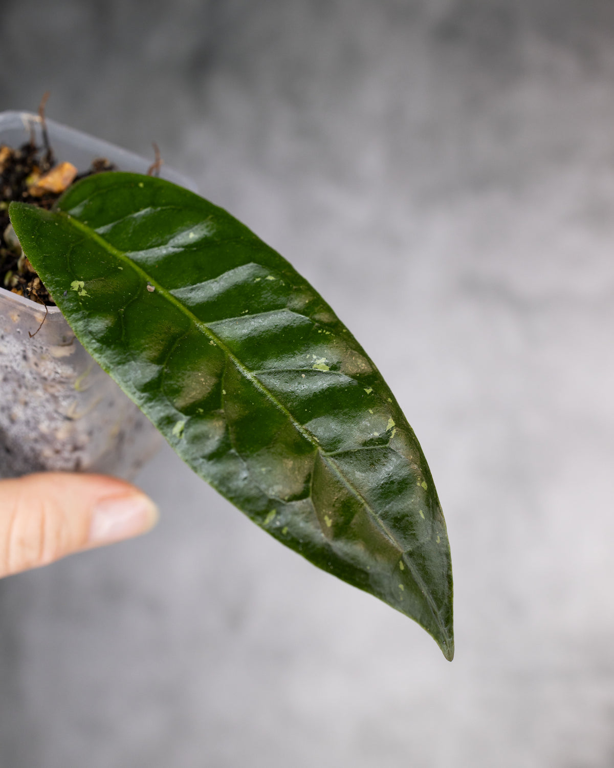 Hoya sp. Palok &