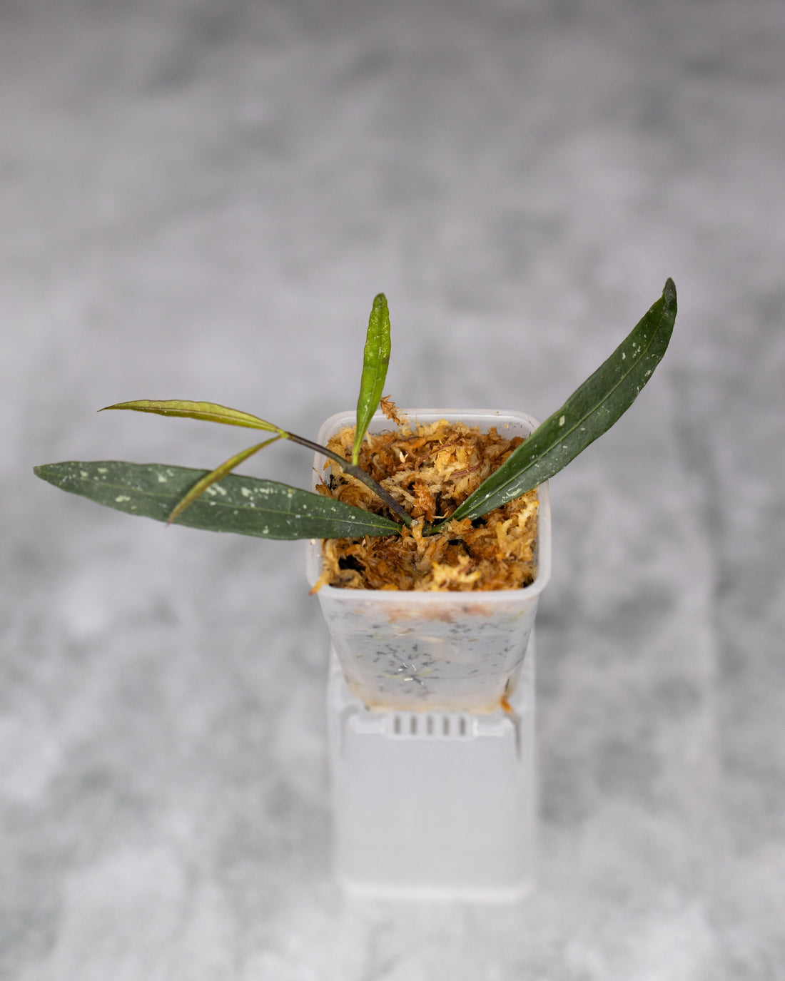 Hoya sp. Sidikalang