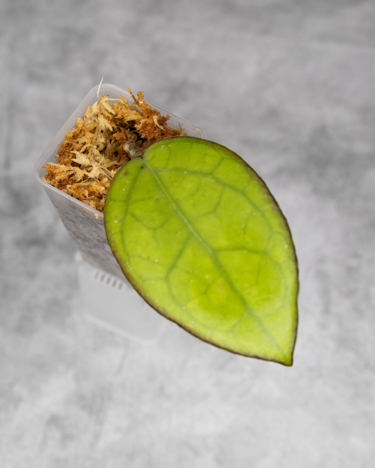 Hoya sp. Sulawesi