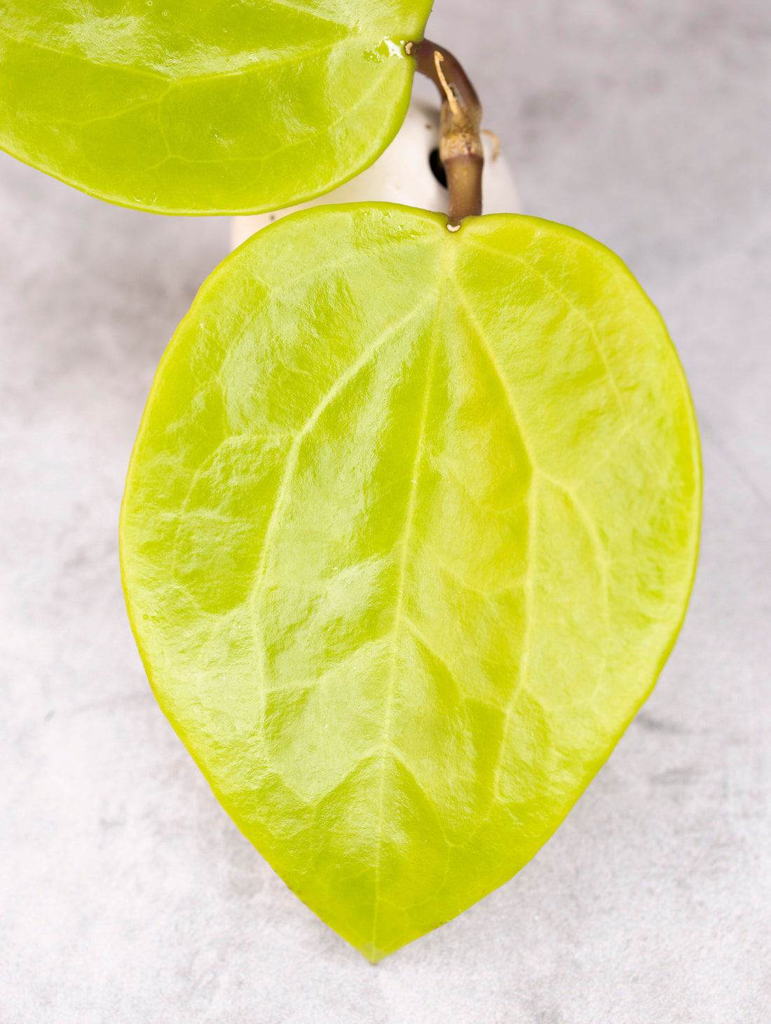 Hoya surigaoensis