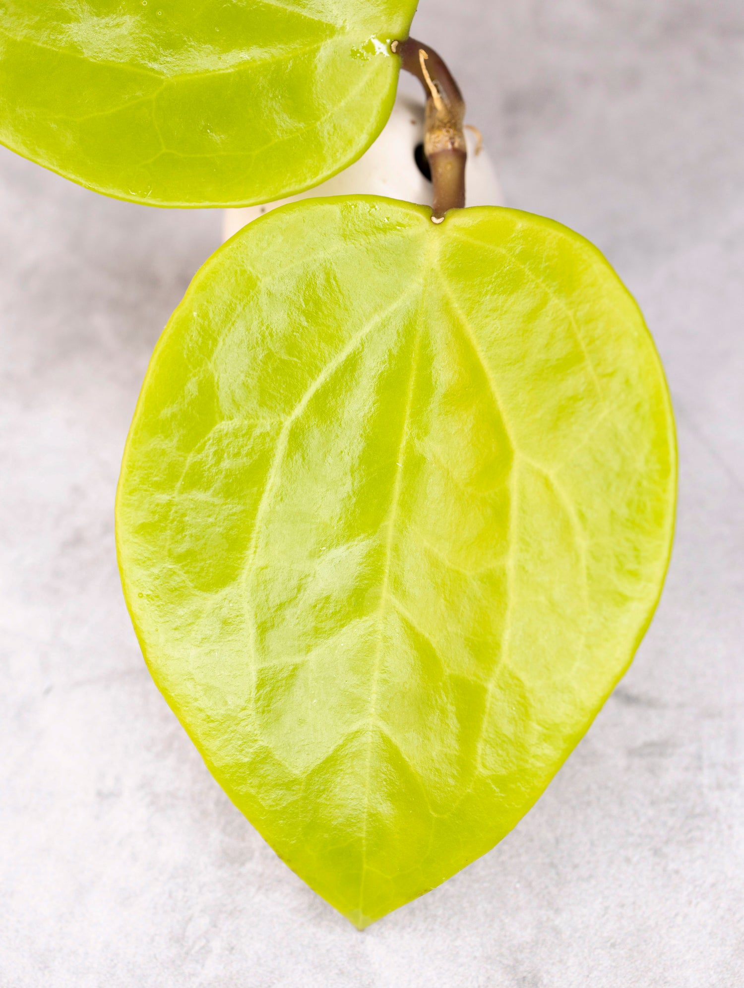 Hoya surigaoensis