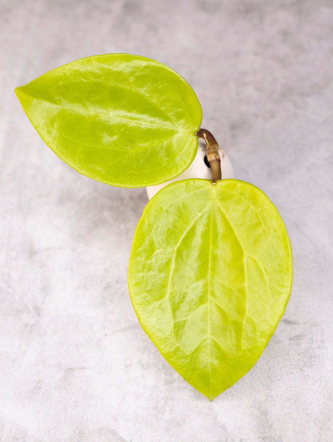 Hoya surigaoensis