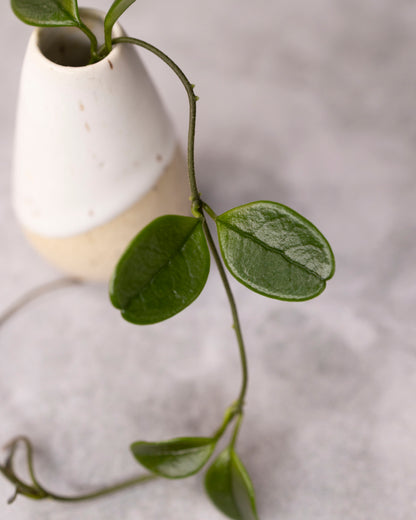 Hoya uniflora