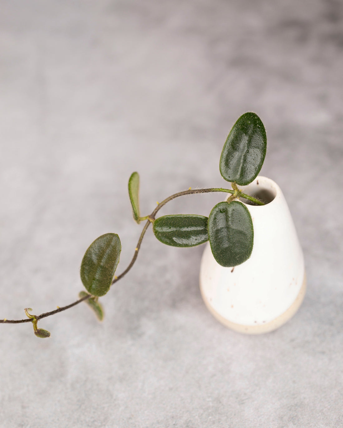 Small green plant in a white vase on a gray background