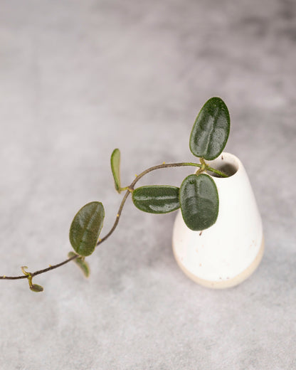 Small green plant in a white vase on a gray background