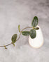 Small green plant in a white vase on a gray background