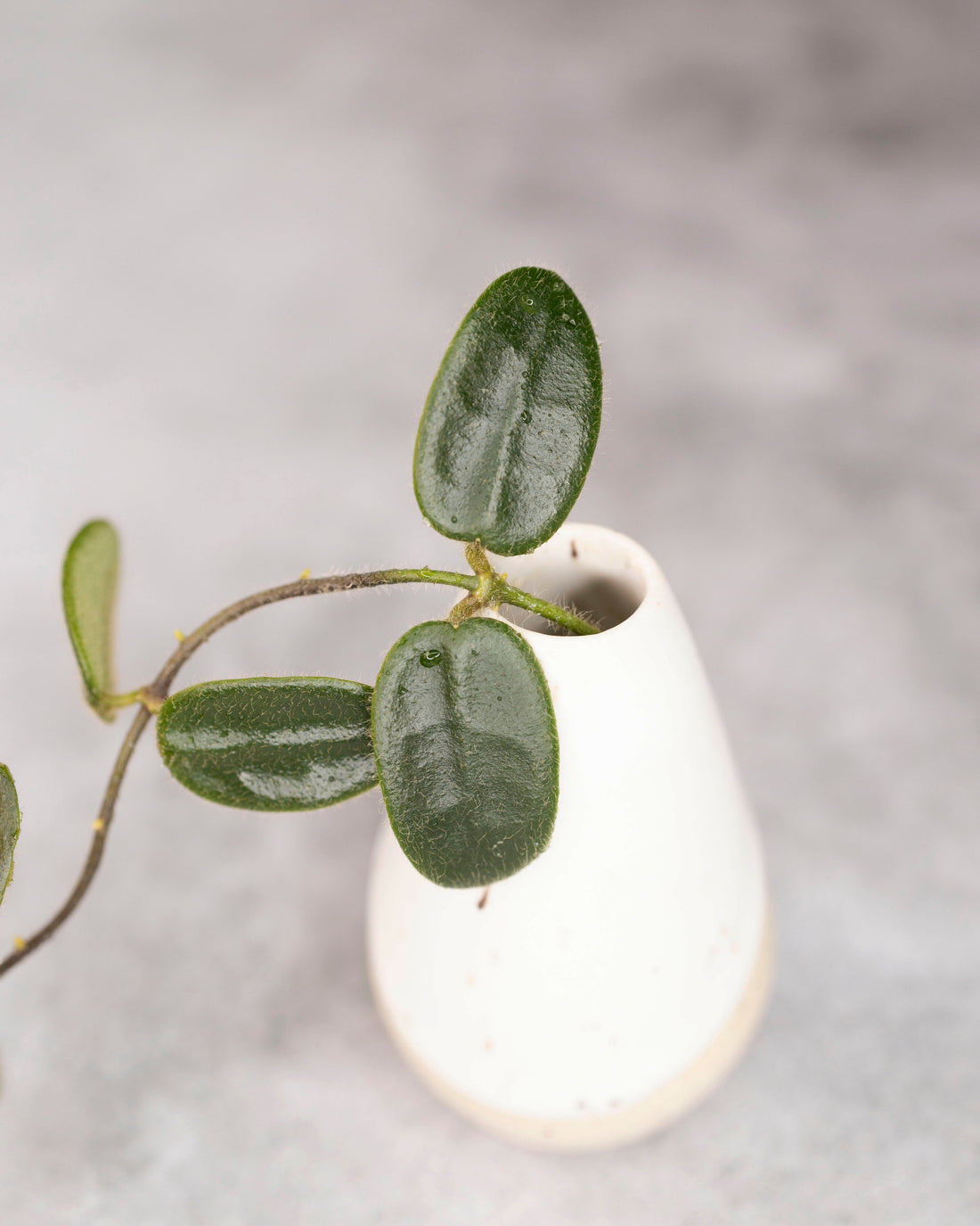 White vase with a green leafy branch on a light gray background