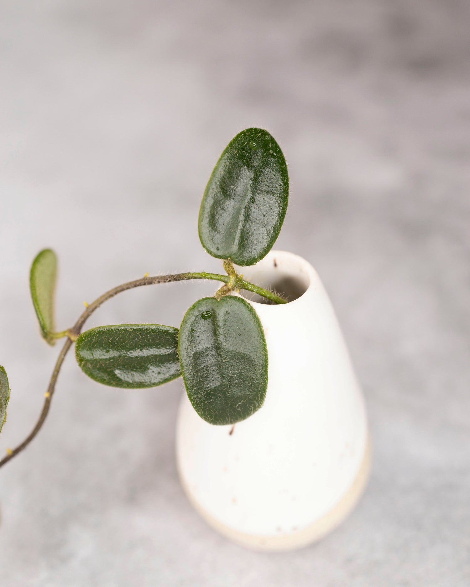White vase with a green leafy branch on a light gray background