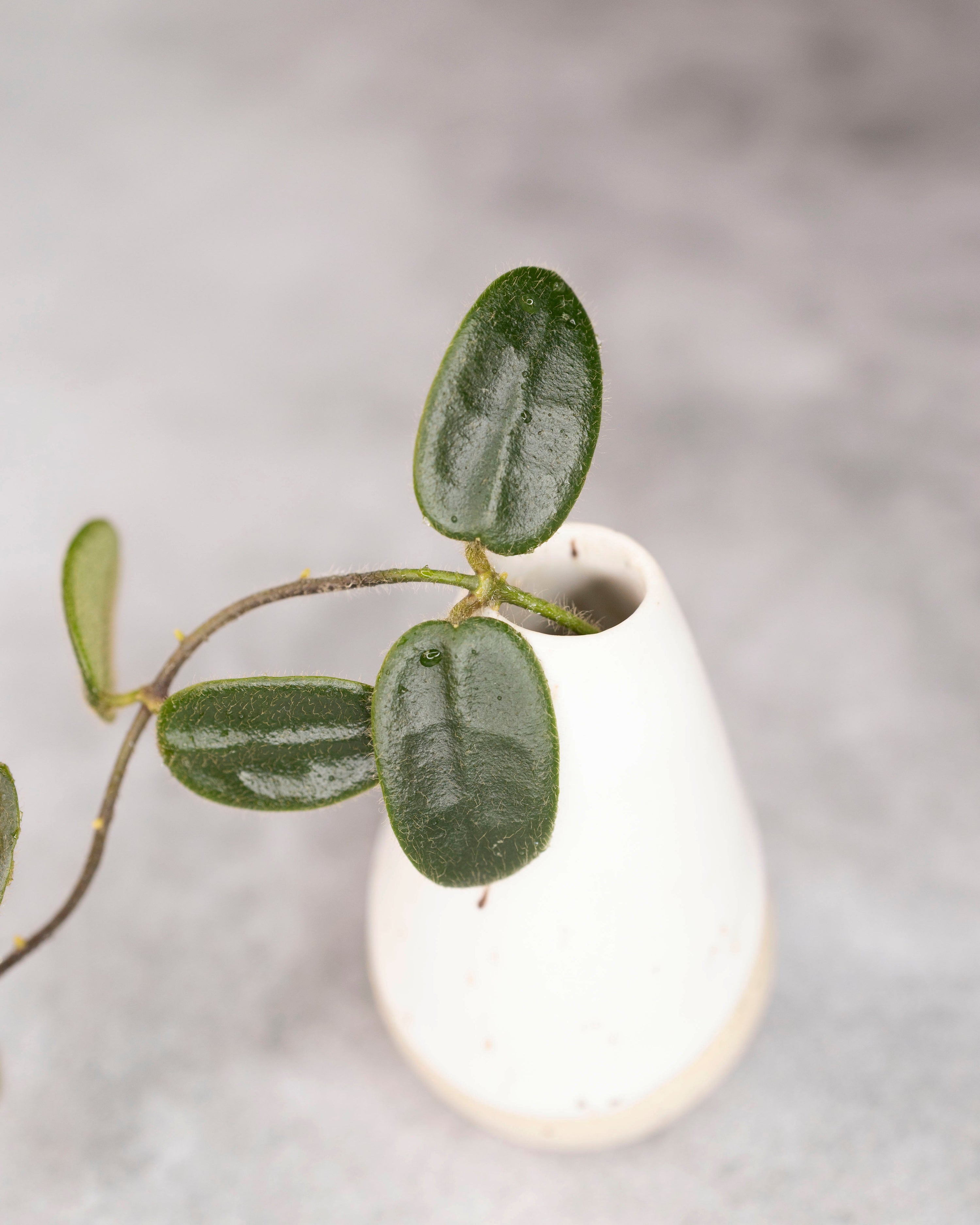 White vase with a green leafy branch on a light gray background