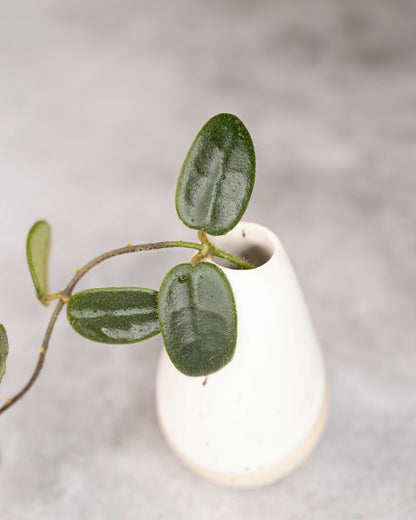 White vase with a green leafy branch on a light gray background