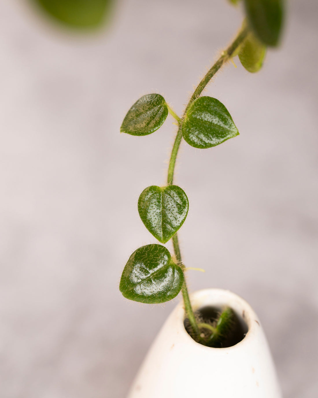 Green vine plant growing out of a white vase against a blurred background